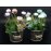 Artificial Potted Flowers - PURPLE & BLUE
