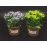 Artificial Potted Plant - PURPLE & YELLOW